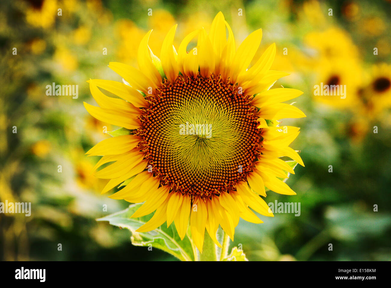 a big sunflower field at Bangkok Thailand. Stock Photo