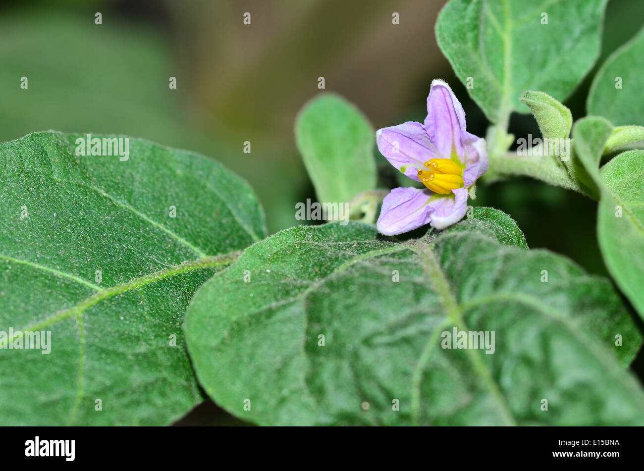 Eggplant flowers hires stock photography and images Alamy