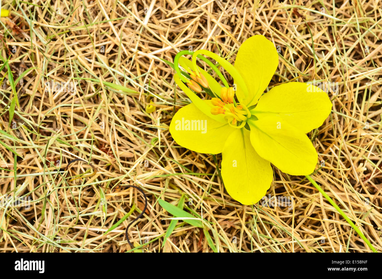 Golden Shower flower Stock Photo Alamy