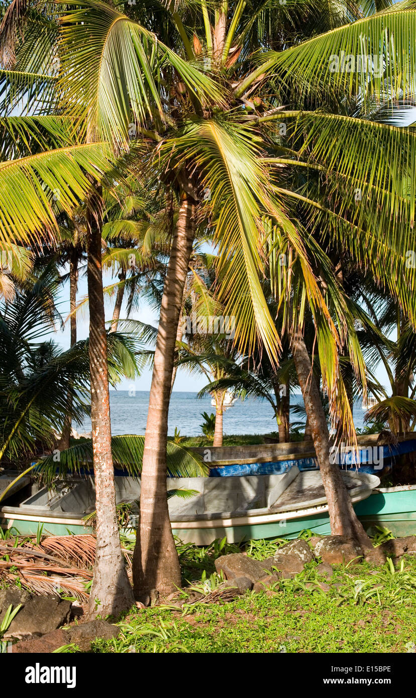 fishing boats under palm tree Caribbean Sea on Big Corn Island
