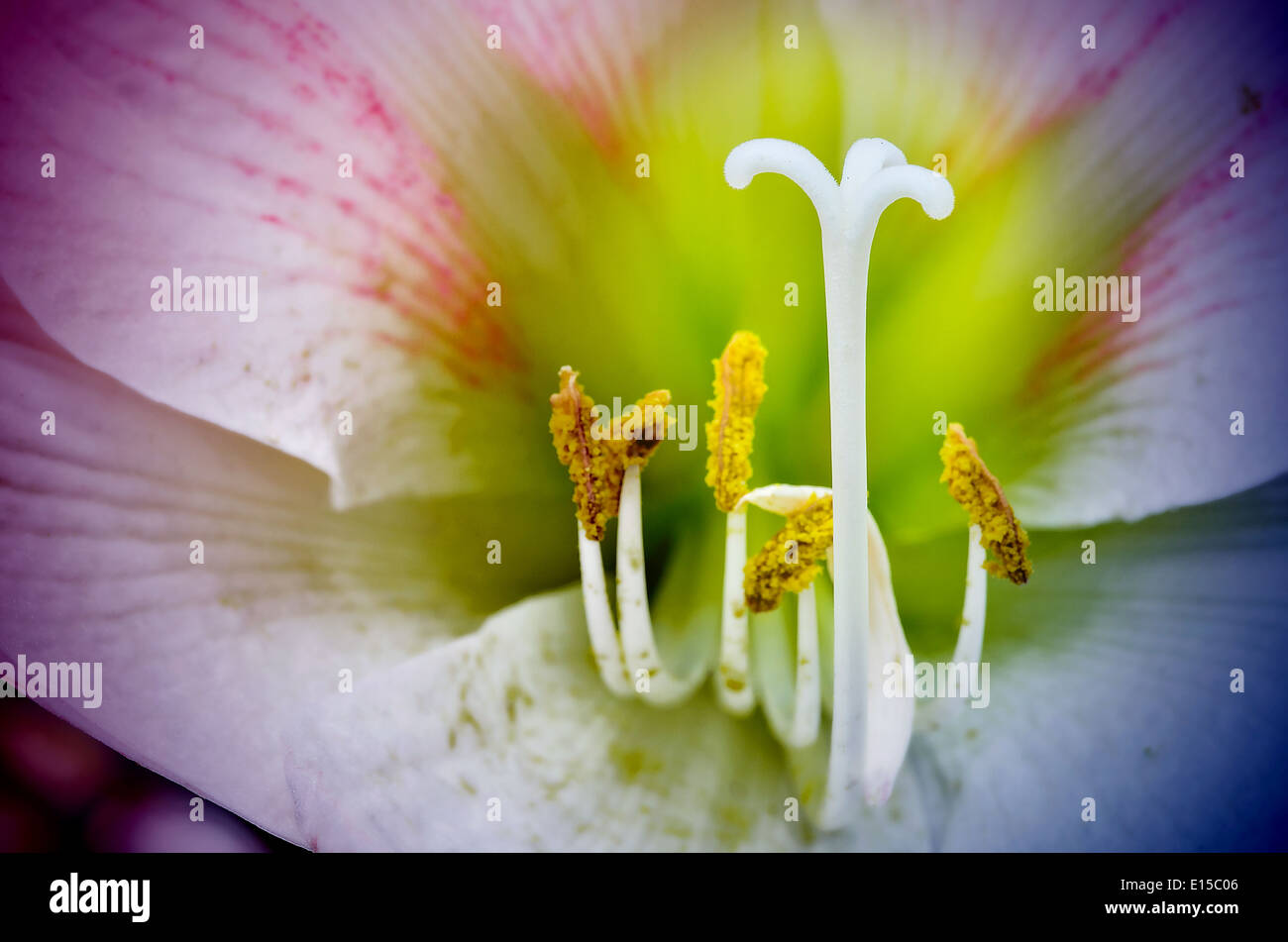 Macro of pink Amaryllis flower focus white pollen Stock Photo