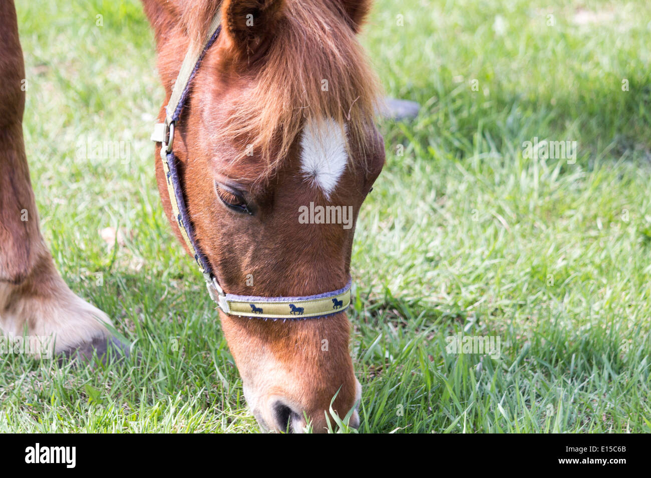 Chestnut sorrel horse grazing on grass wearing halter Stock Photo - Alamy