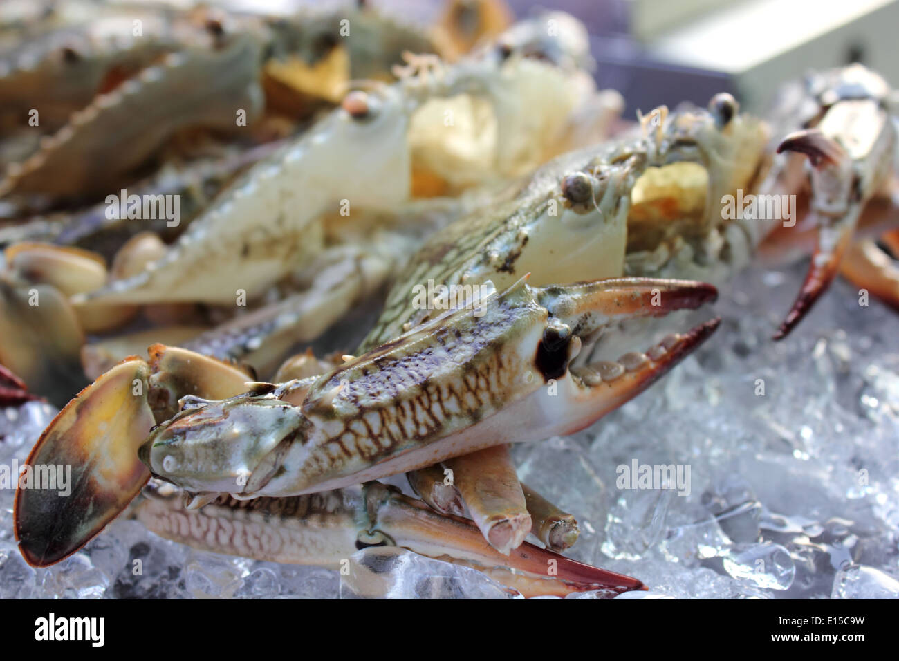 A closeup Crab on ice in market Stock Photo