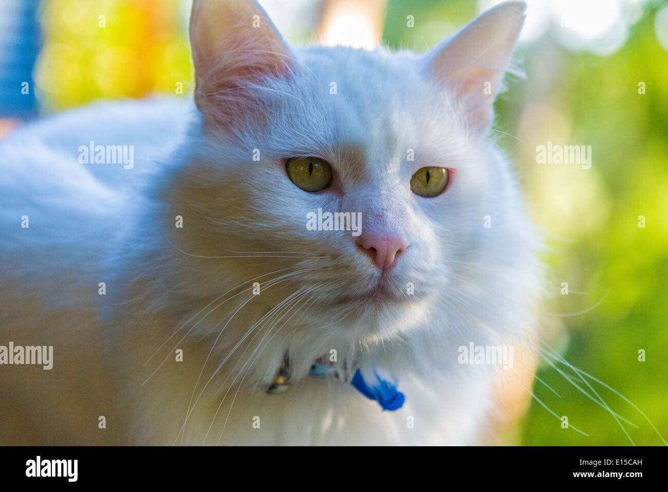 Cat cleaning ears hires stock photography and images Alamy