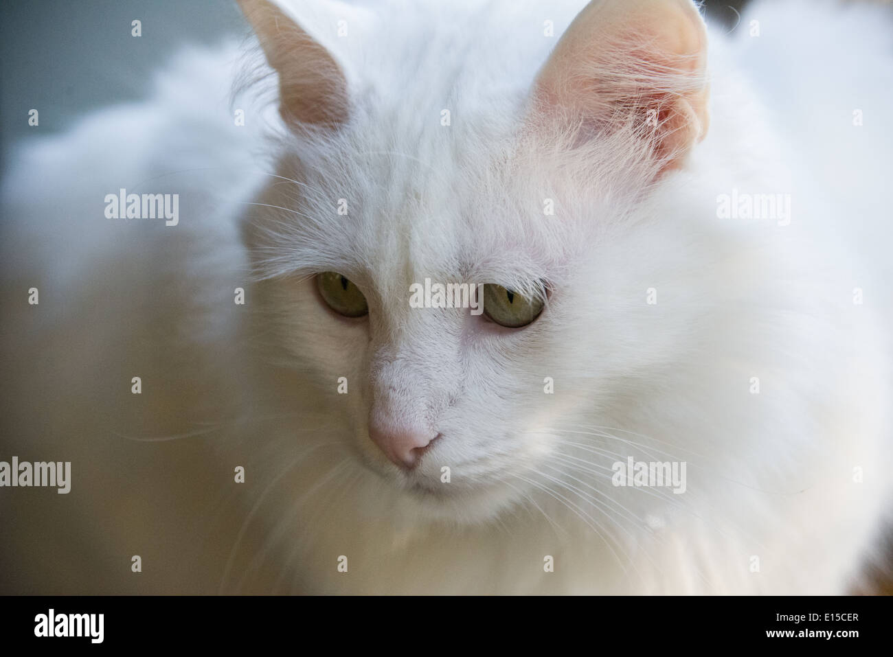 Cat cleaning ears hires stock photography and images Alamy