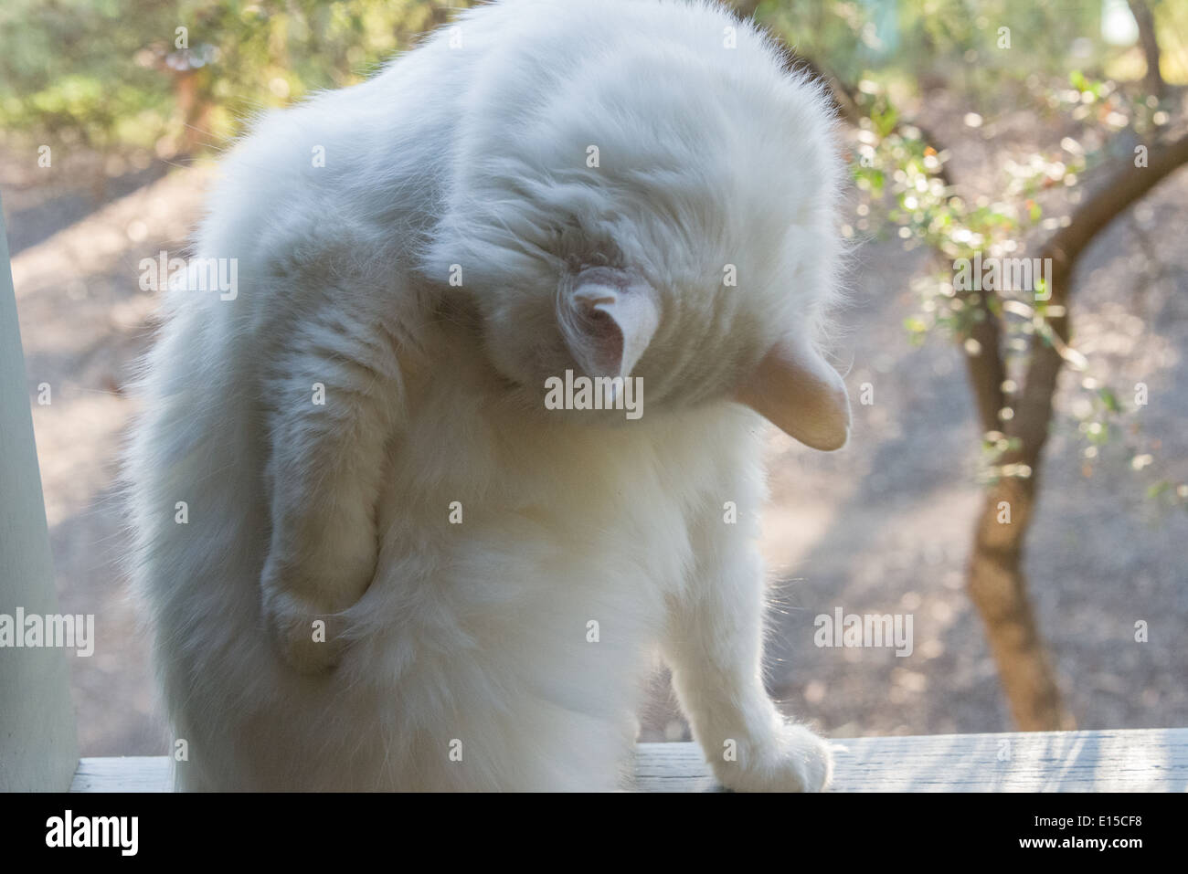 white cat portrait cleaning closeup yawning meowing. Pedigree Turkish Angora breed Stock Photo