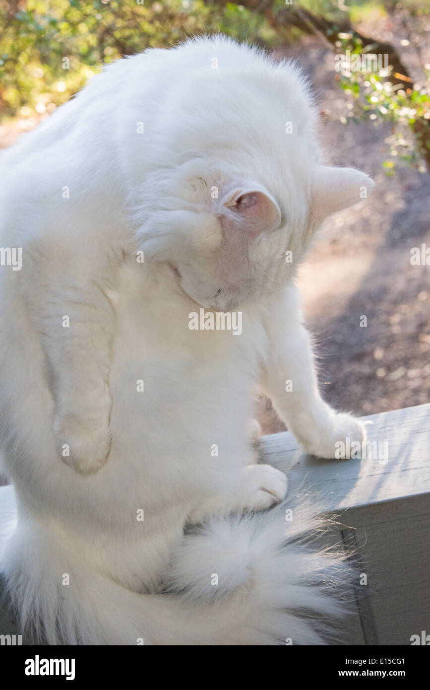 white cat portrait cleaning closeup yawning meowing. Pedigree Turkish Angora breed Stock Photo