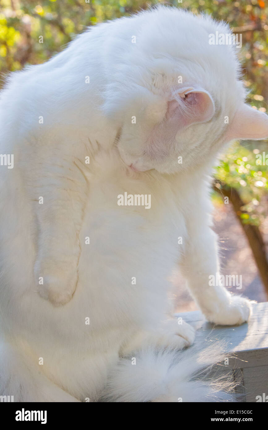 Curated visual reference: Curated Cat Meowing Habits Of Turkish Angora Cats Gallery View 27