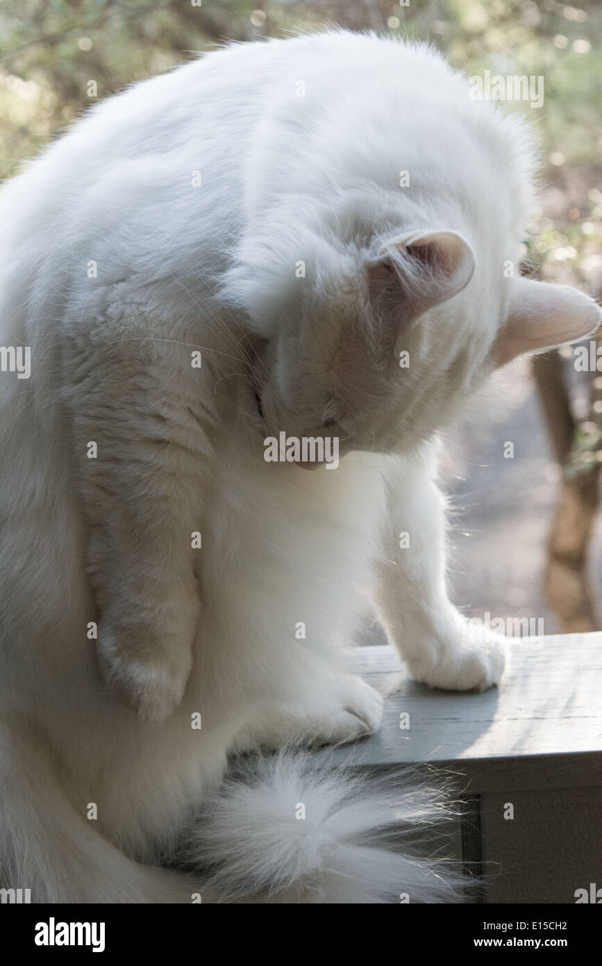 Curated visual reference: Fresh Look at White Cat Portrait Cleaning Closeup Yawning Meowing Pedigree Turkish
