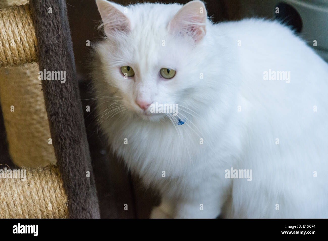 Photo inspiration: Curated Cat Meowing Habits Of Turkish Angora Cats Gallery View 49