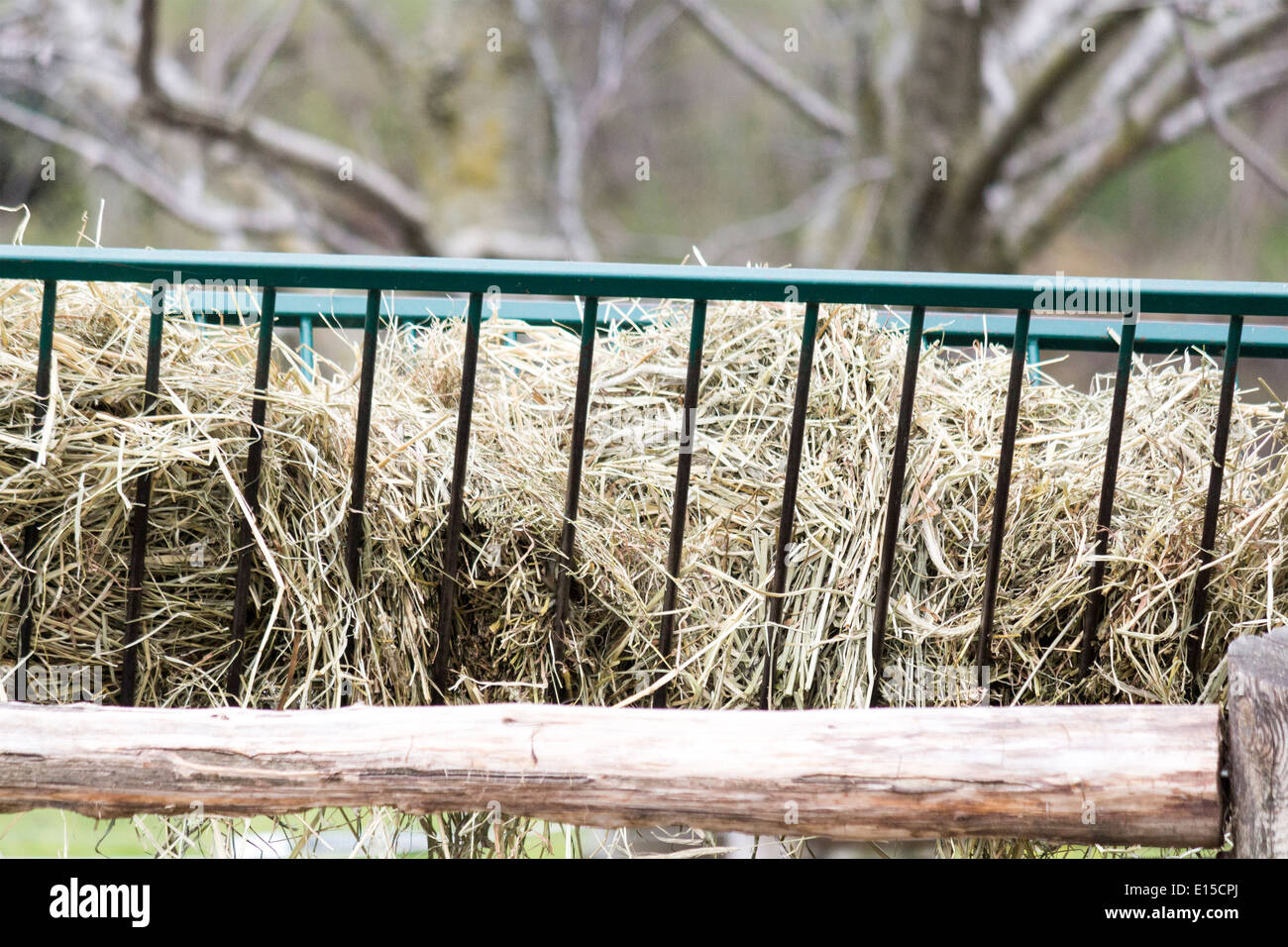 Hay in a cattle feeder Stock Photo
