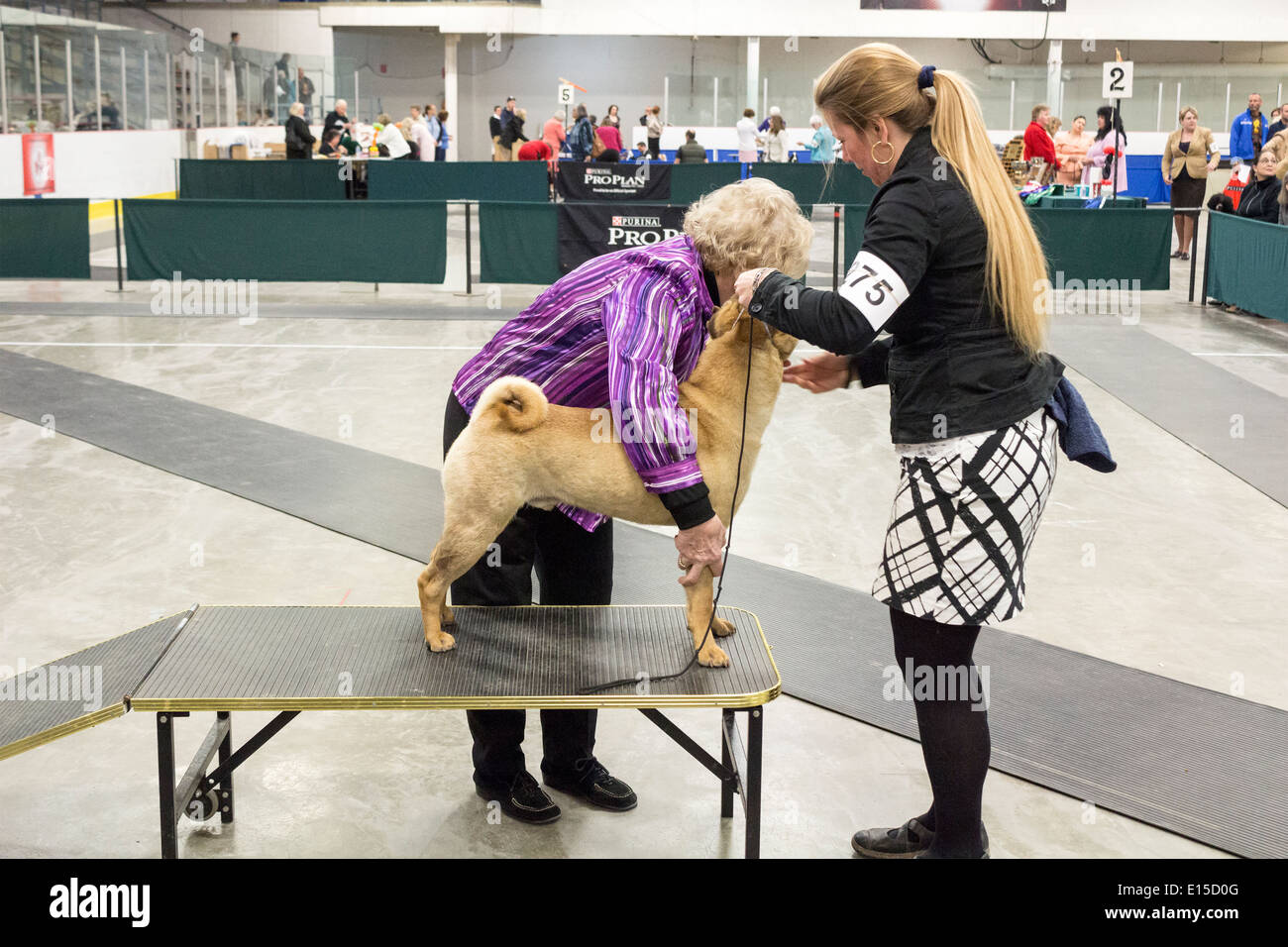 Shar Pei dog being judged at a dog show Stock Photo