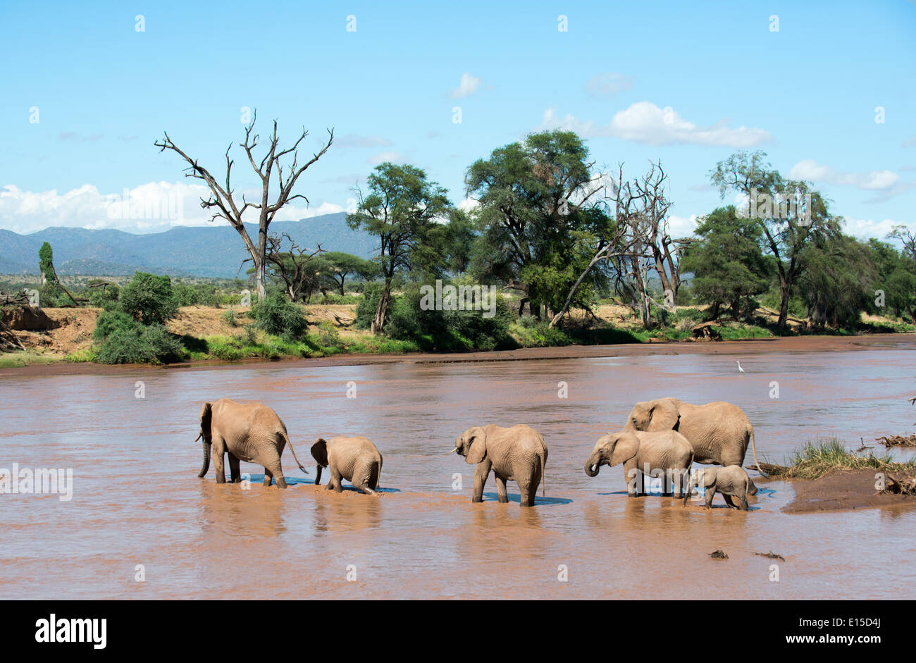 A herd of elephants crossing the  Ewaso Ng'iro river between Samburu national reserve and Buffalo Springs national reserve. Stock Photo