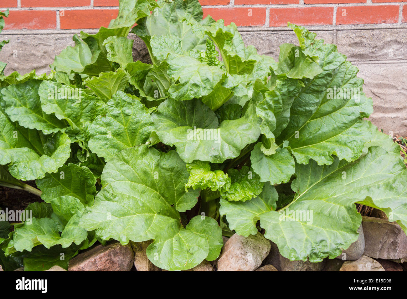 Rhubarb plant growing in a garden Stock Photo