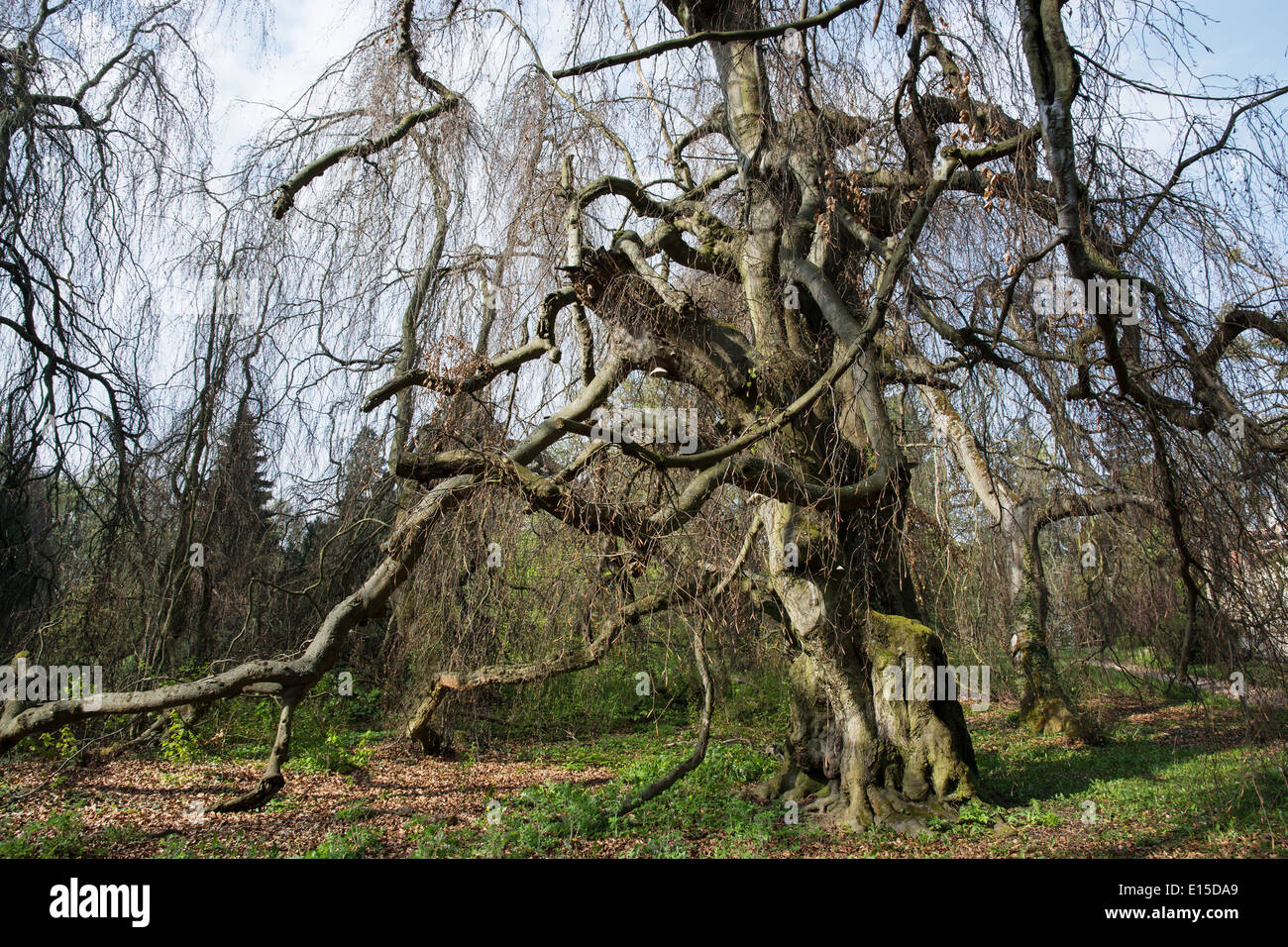 Old european beech (fagus sylvatica) in the park Buchlovice, Czech republic, Central Europe. Stock Photo