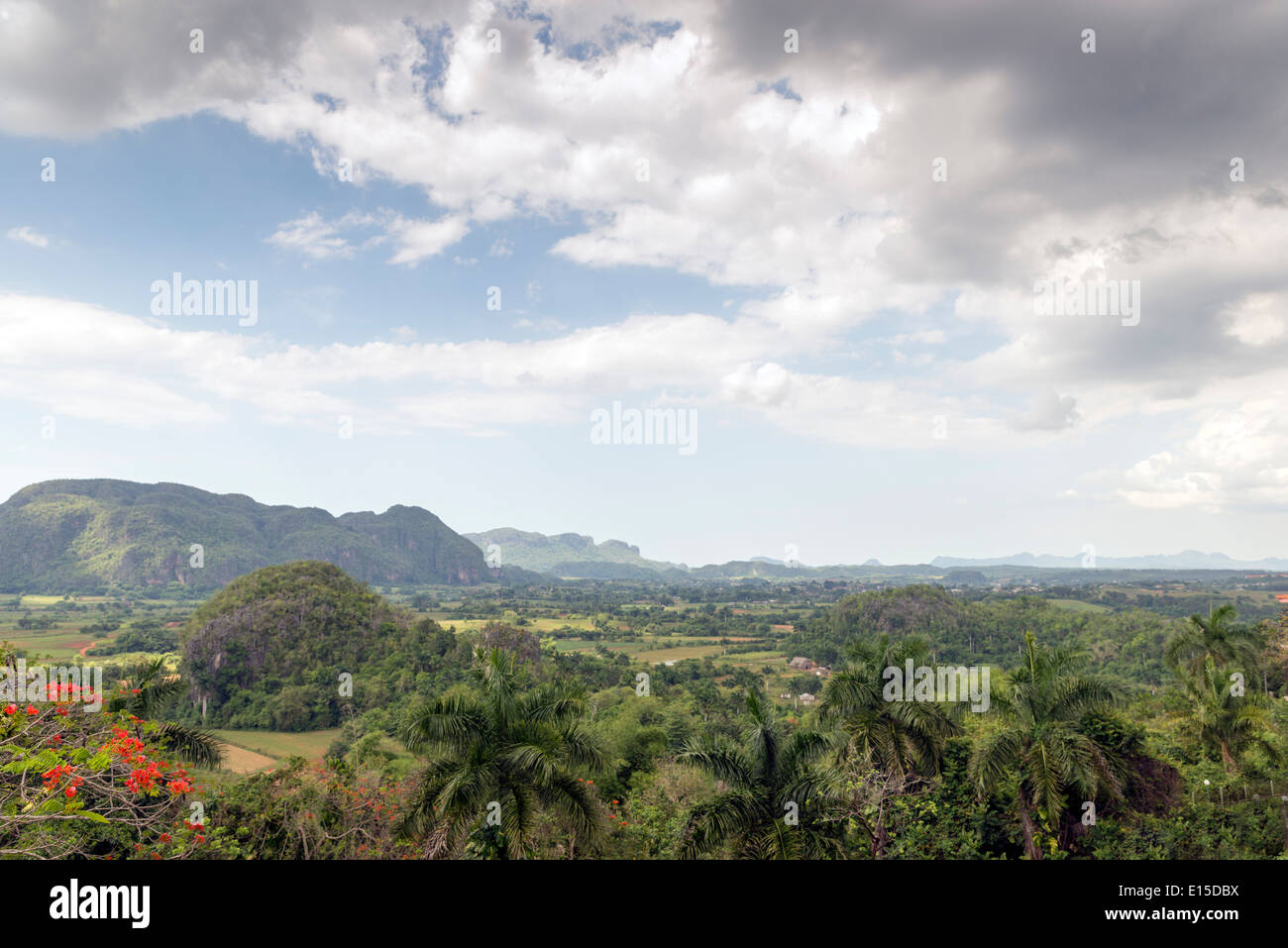 Mogotes in Vinales Valley in Cuba. The Vinales Valley has been on UNESCO’s World Heritage List since November 1999 as a cultural Stock Photo