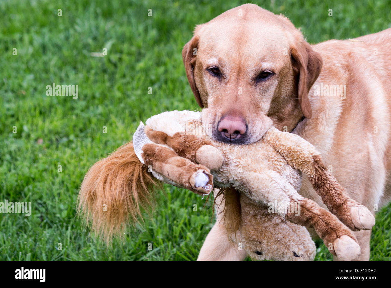 Yellow Labrador Retriever dog carrying a toy stuffed horse its mouth