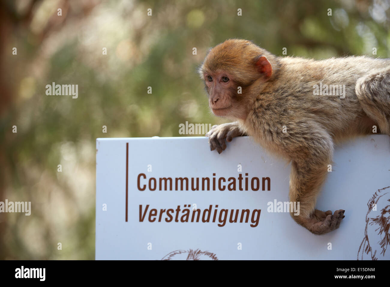 France Alsace Kintzheim La Montagne Des Singes Barbary