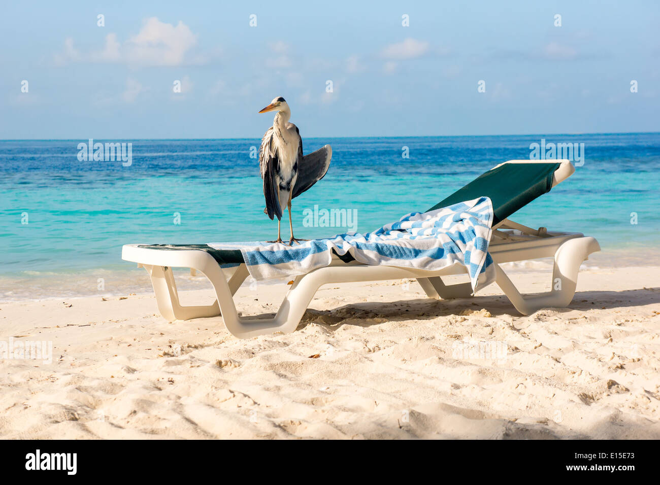 Grey Chiron on a sun lounger on the beach. Maldives Indian Ocean. Stock Photo