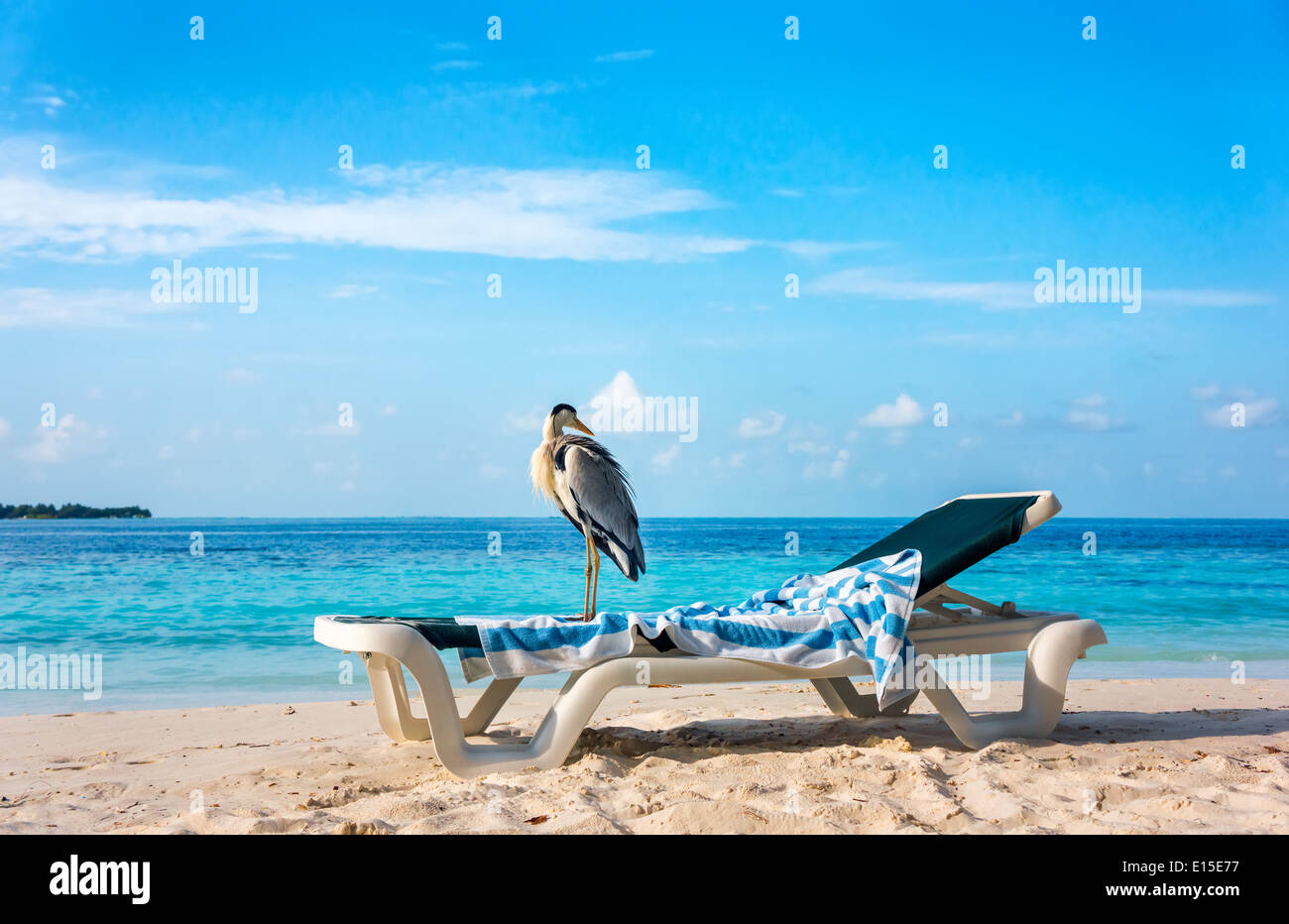 Grey Chiron on a sun lounger on the beach. Maldives Indian Ocean. Stock Photo