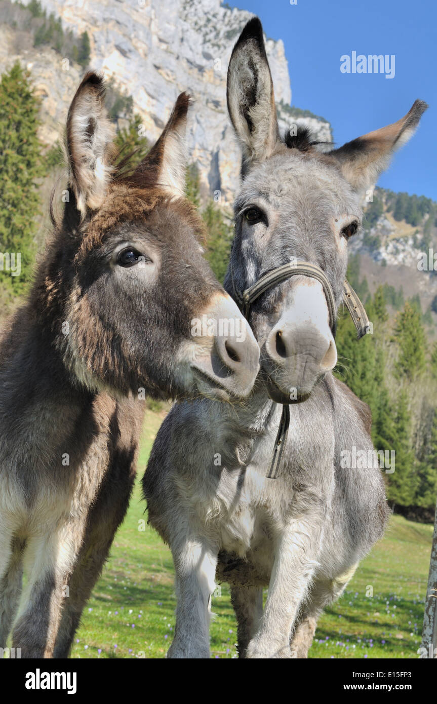 portrait of two lovely and funny donkeys in the mountains Stock Photo