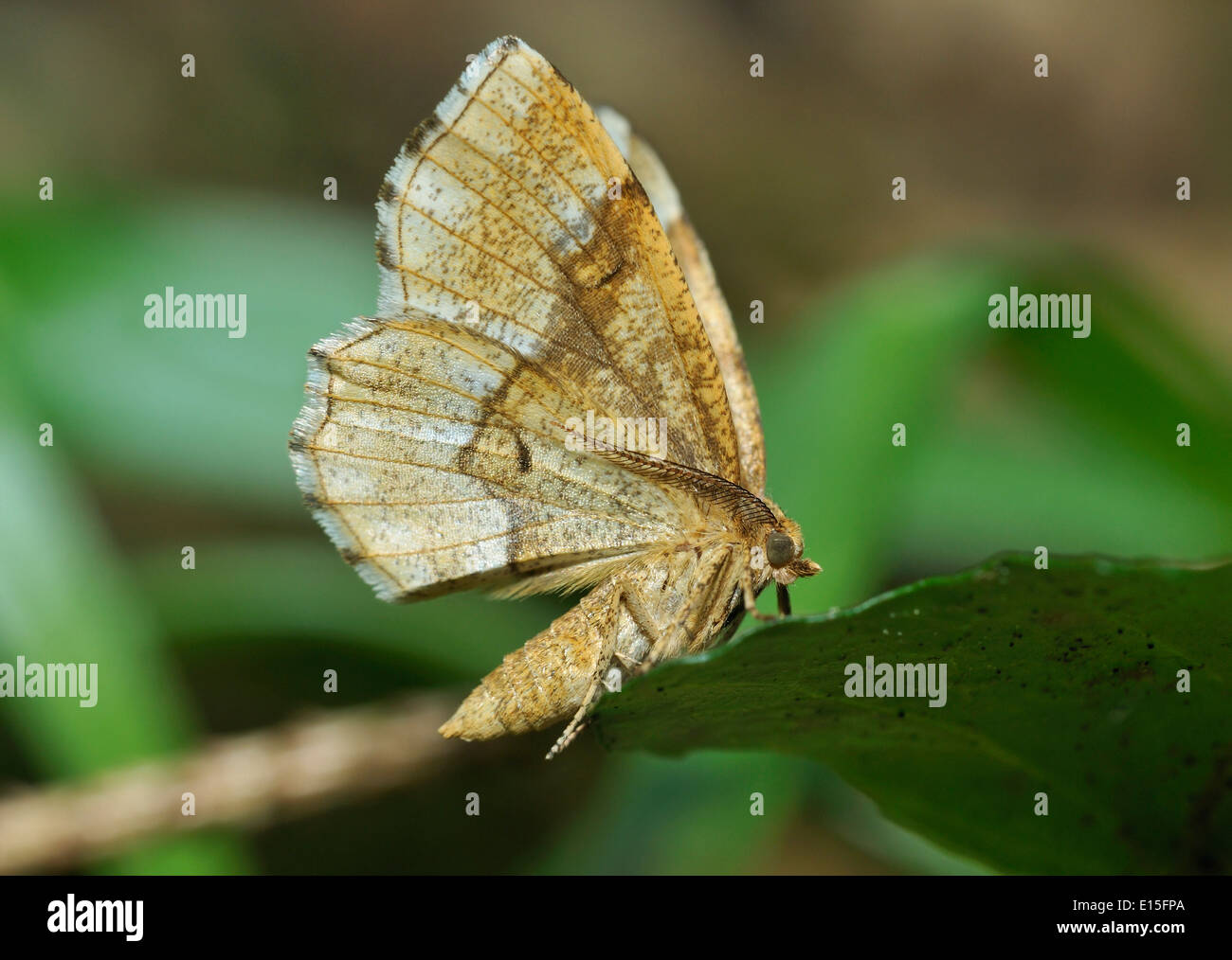Little Thorn Moth - Cepphis advenaria Underside on leaf Stock Photo