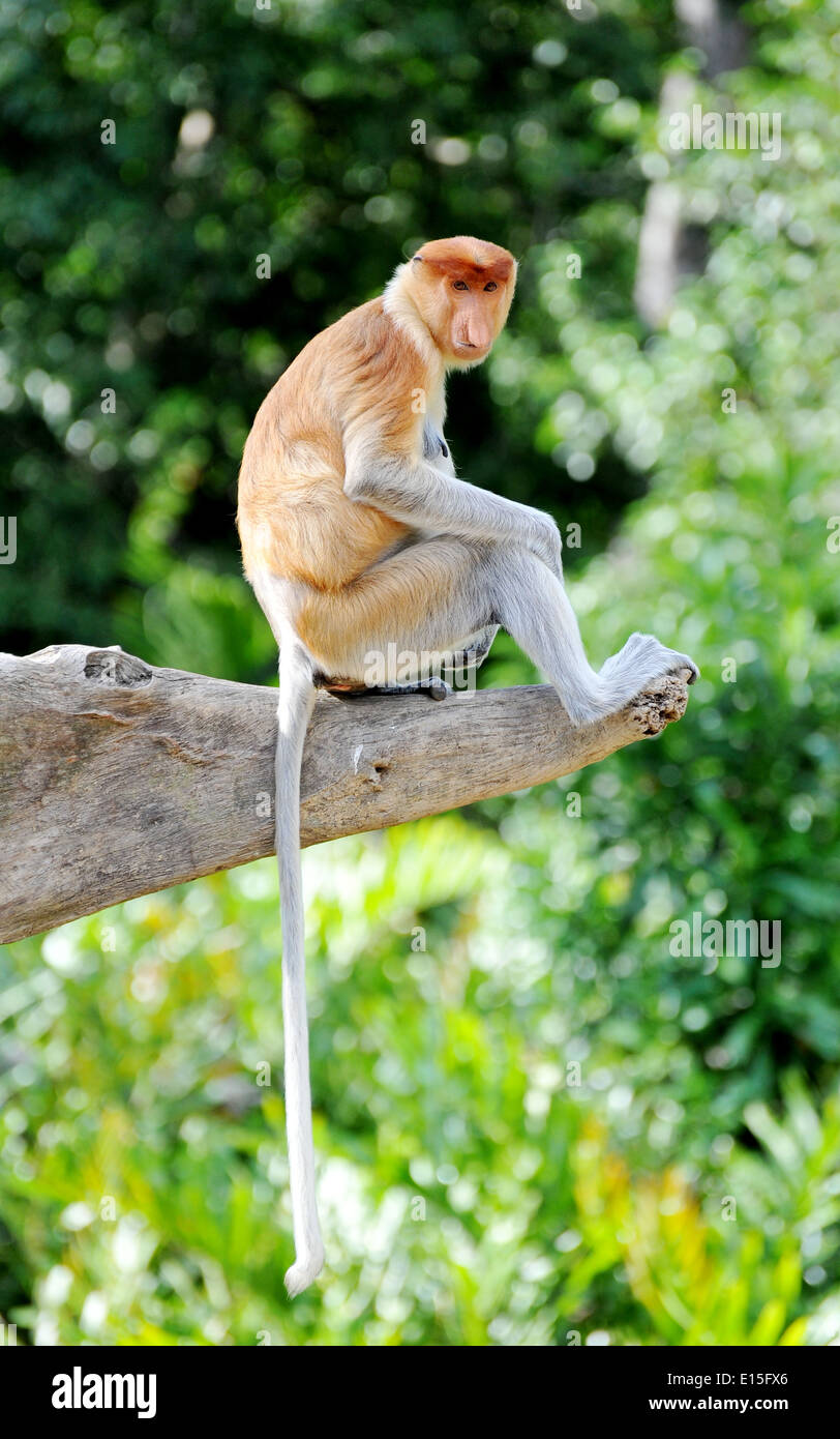 proboscis monkey in Borneo Stock Photo - Alamy