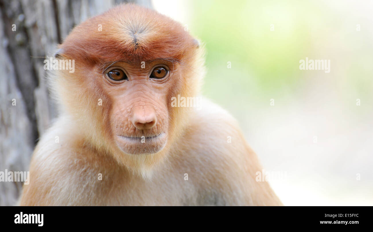 proboscis monkey in Borneo Stock Photo - Alamy