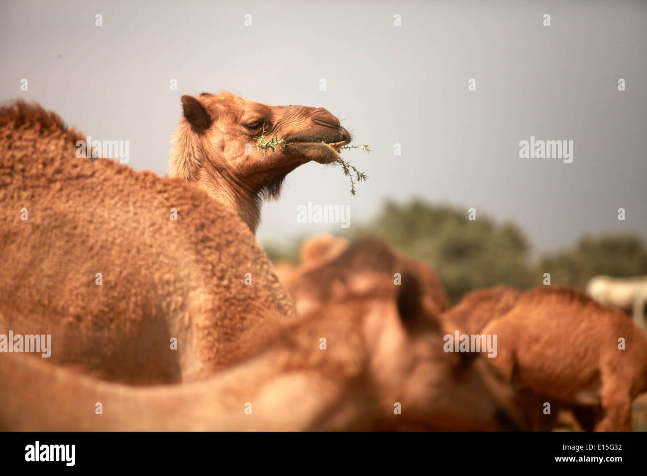 Gaza, Palestinian Territories. 23rd May, 2014. A camel feeds in a ...