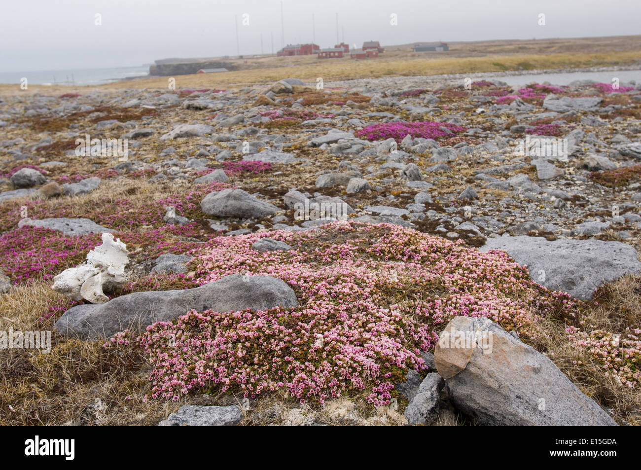Old, faded Purple saxifrage (Saxifraga oppositifolia) with the Herwighamna meteorological station behind, Valrossbukta, Bear Island (Bjørnøya), Svalbard Archipelago, Norway Stock Photo
