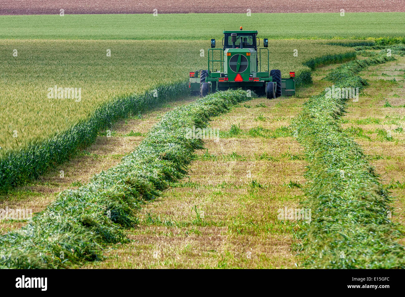 Harvester on agricultural field during wheat harvesting in Israel Stock