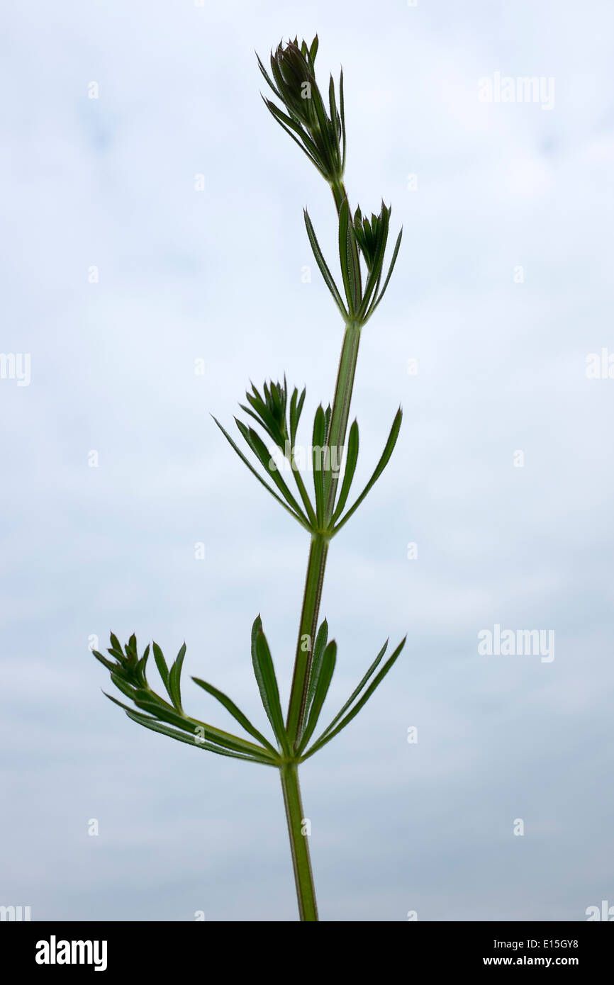 Goosegrass or Cleavers Stock Photo