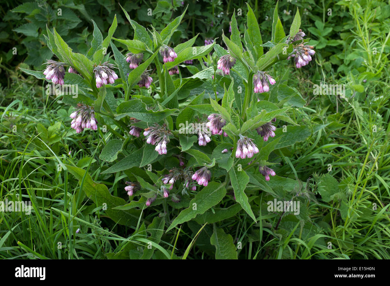 Comfrey Plant Identification