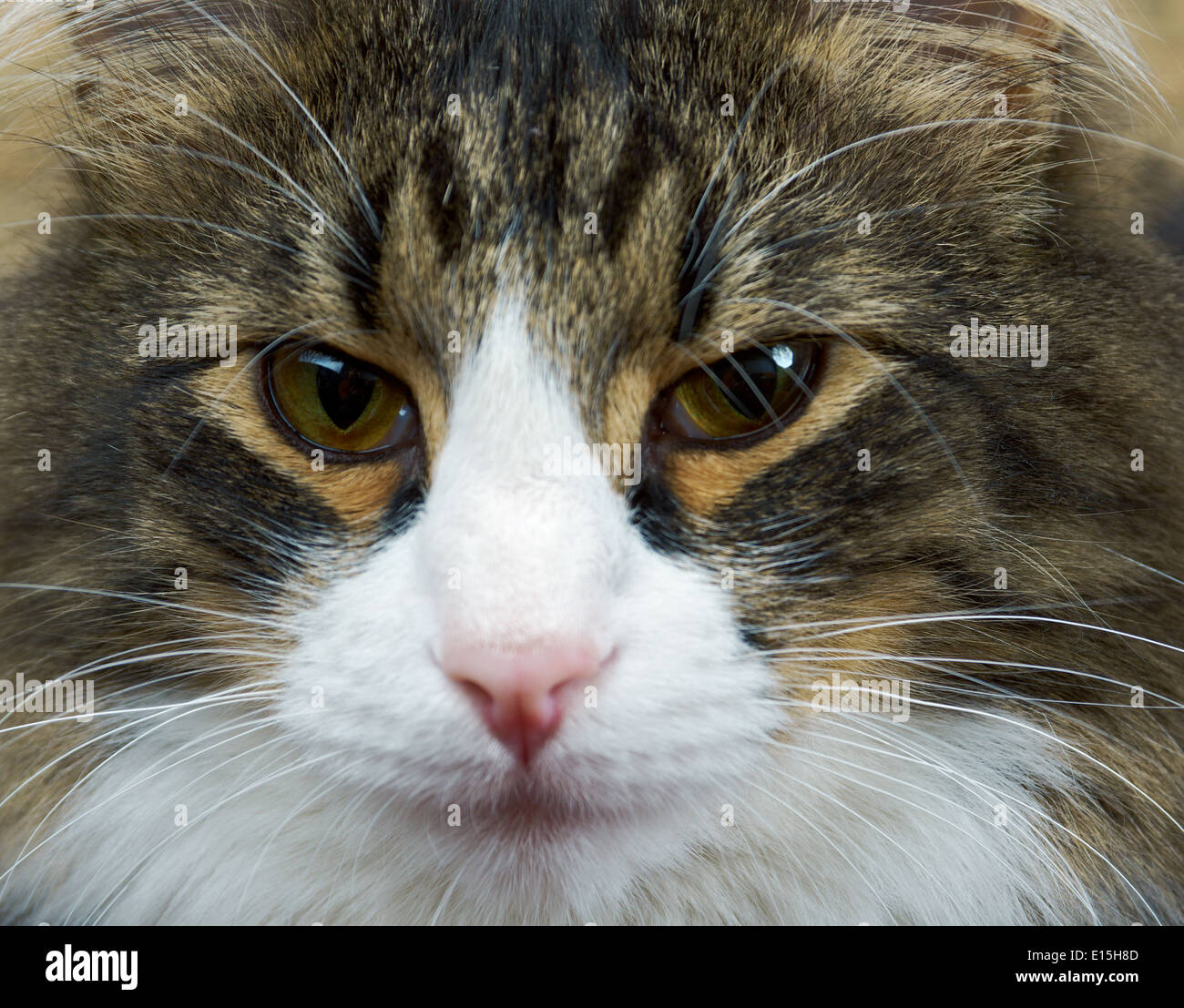 Adult tabby cat with a fixed look Stock Photo