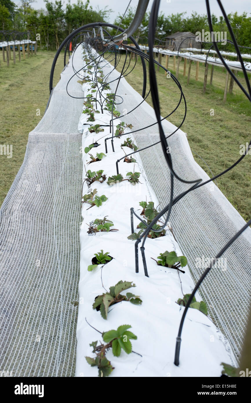 Plants in grow bags at Nursery with Water Pipes Stock Photo