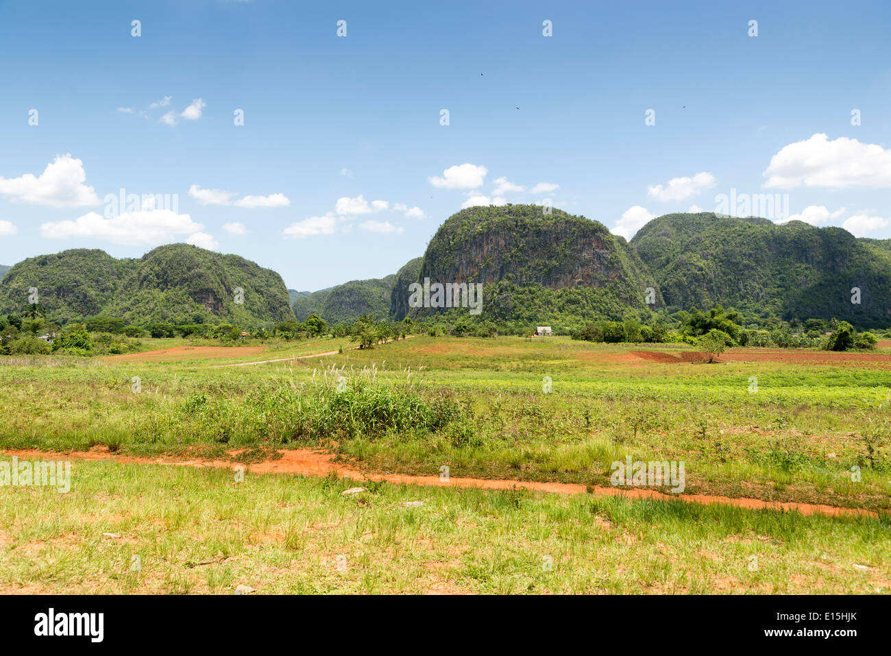 Mogotes in Vinales Valley in Cuba. The Vinales Valley has been on UNESCO’s World Heritage List since November 1999 as a cultural Stock Photo