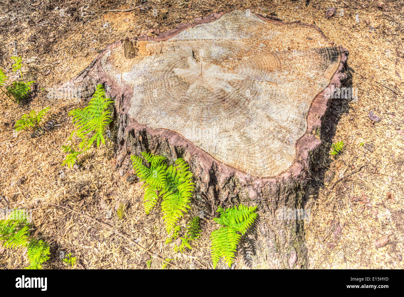 Large tree stump cut off at ground level clearly showing the growth