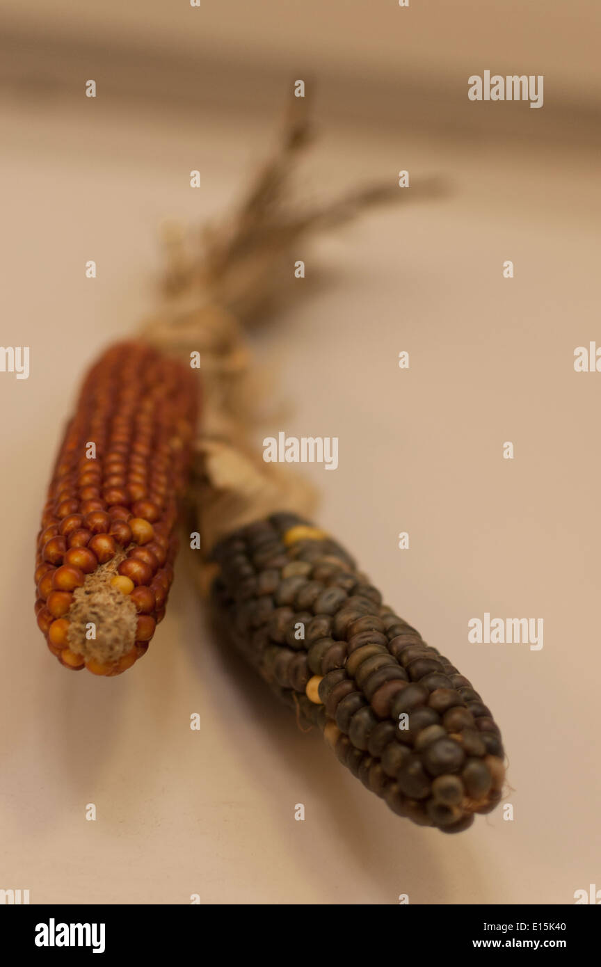 dried sweetcorn husks Stock Photo Alamy