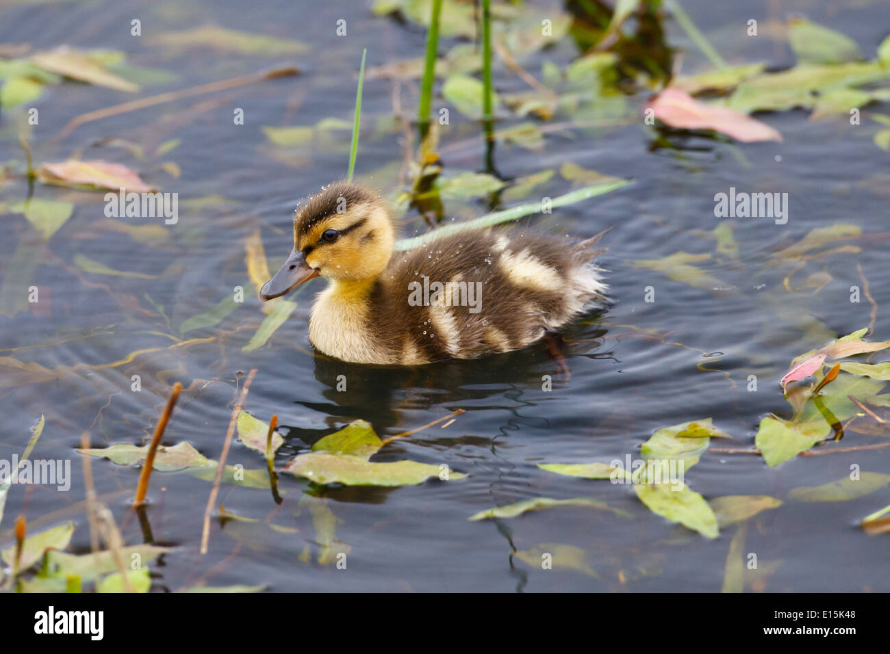 A Baby Duck With Water Droplets On Its Fur In A Pond With Vegetation Stock Photo Alamy