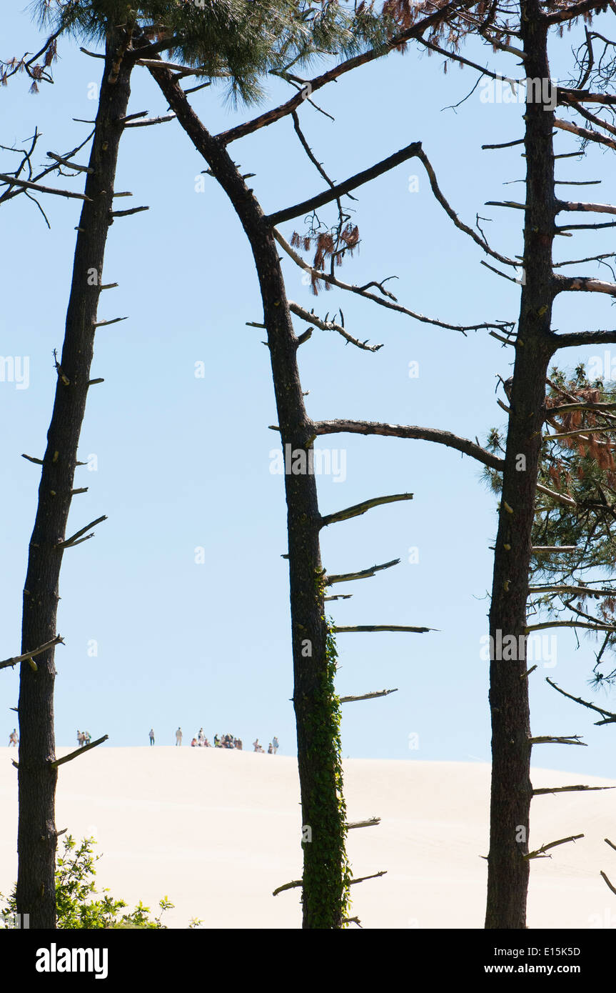 France, Gironde, Bassin d'Arcachon (Arcachon Bay). Visitors explore the top of dune of Pyla. Stock Photo
