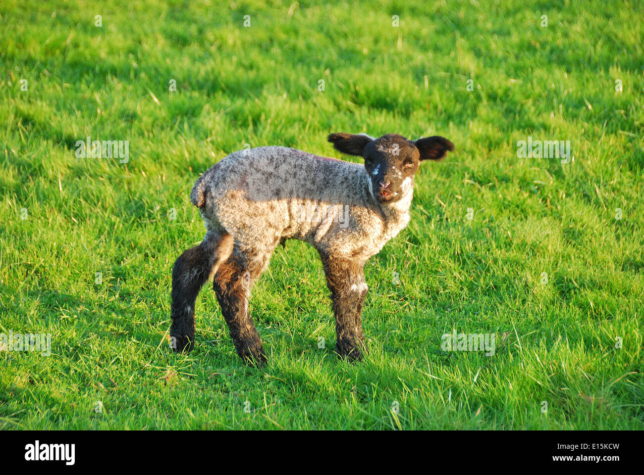 New spring lambs on the in green pastures on a sheep ranch in Oregon