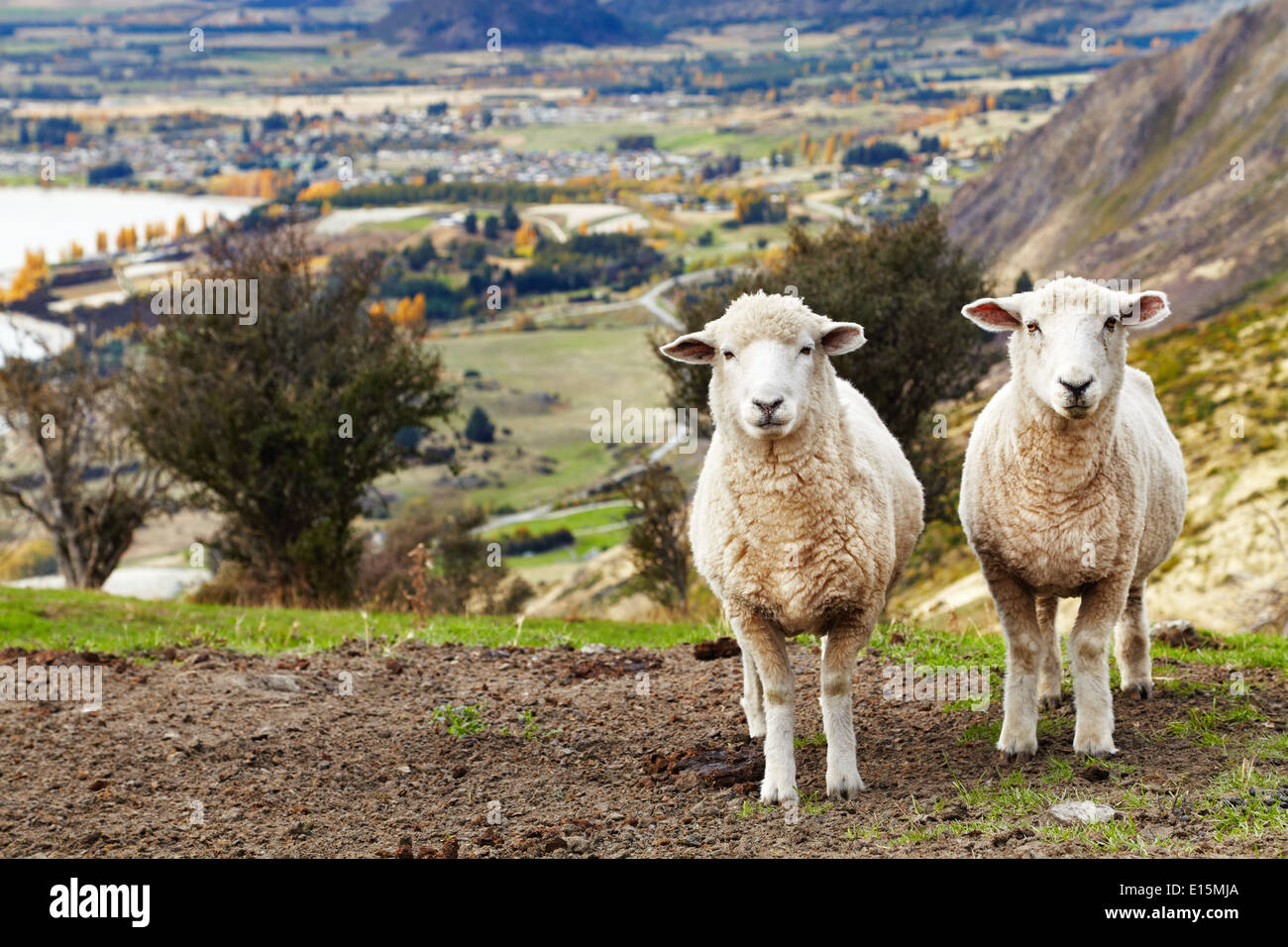 Grazing sheep, mount Roys, Wanaka, New Zealand Stock Photo