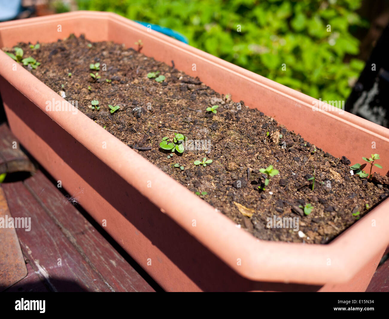 Seeds beginning grow in a planter. Stock Photo