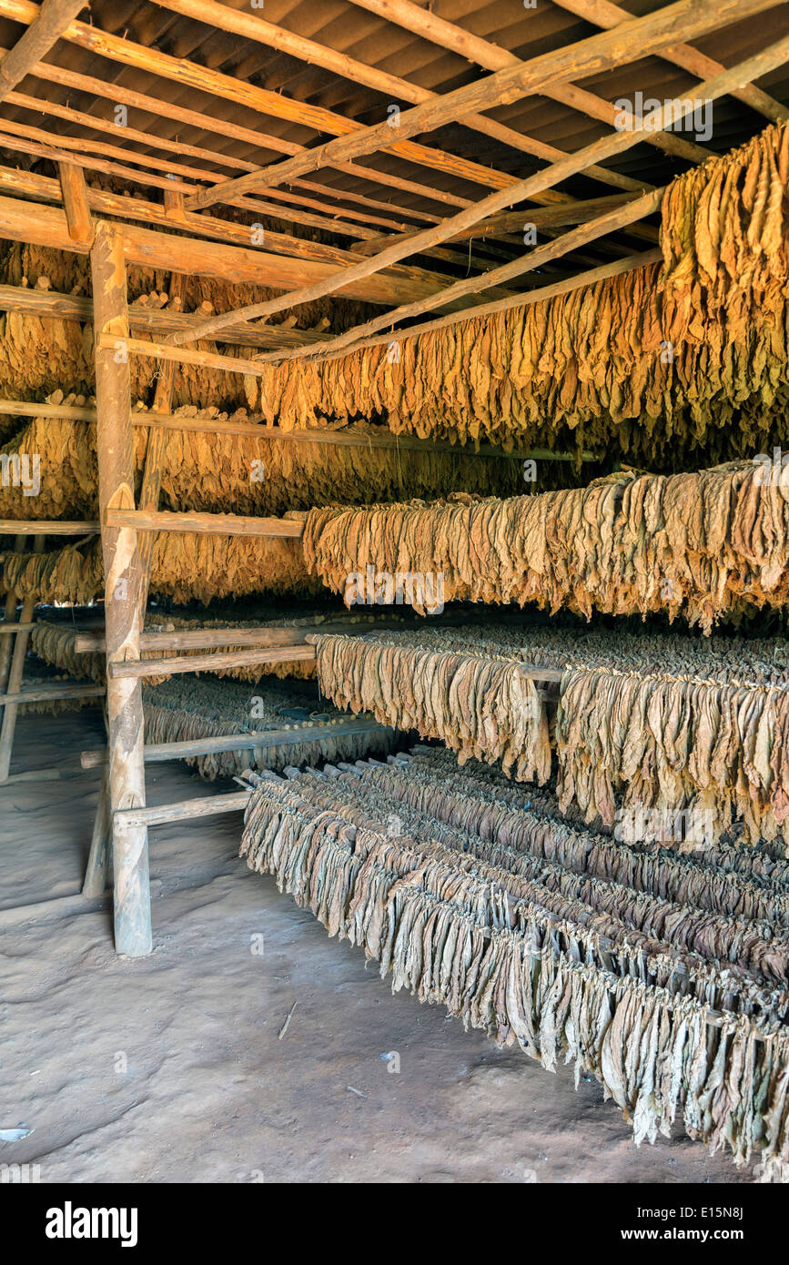 Classical way of drying tobacco. Cuba Stock Photo