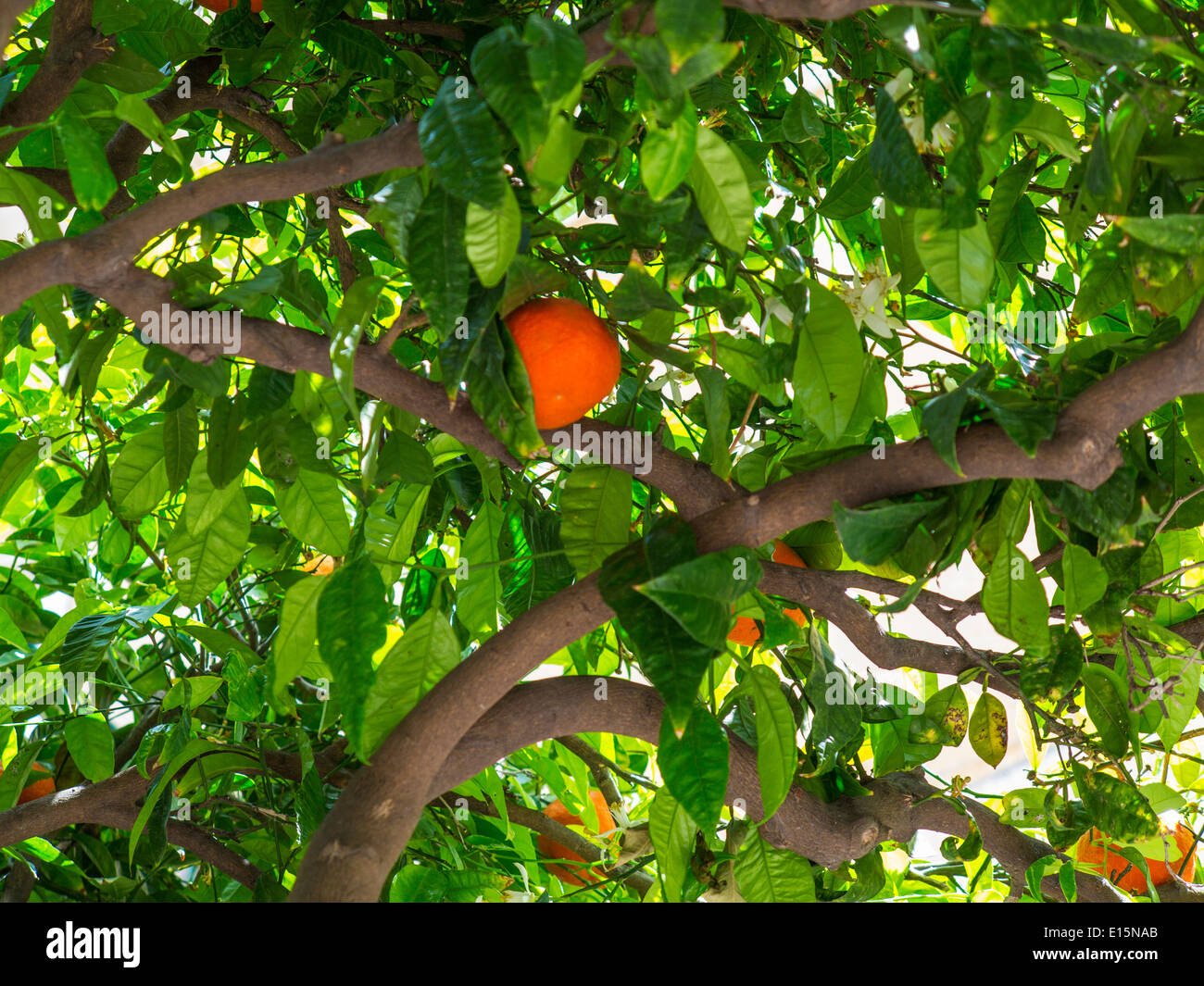 orange grove in Sicily Stock Photo Alamy
