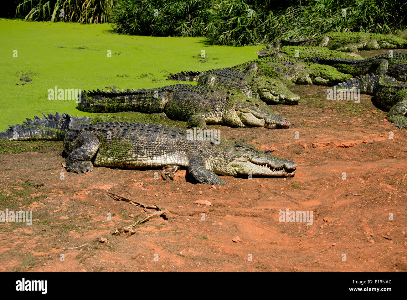 Australia, Western Australia, Broome. Malcolm Douglas Crocodile Park. Saltwater crocodile (Captive: Crocodylus porosus). Stock Photo