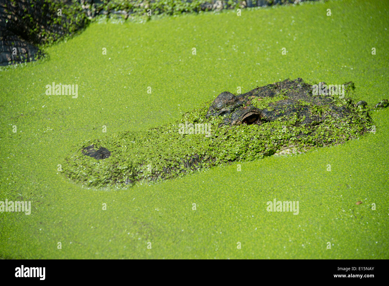 Australia, Western Australia, Broome. Malcolm Douglas Crocodile Park. American alligator (Captive: Alligator mississippiensis). Stock Photo