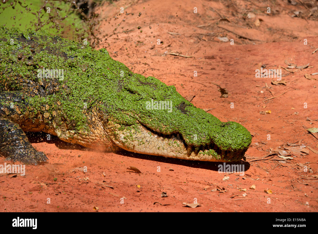 Australia, Western Australia, Broome. Malcolm Douglas Crocodile Park. Saltwater crocodiles (Captive: Crocodylus porosus). Stock Photo