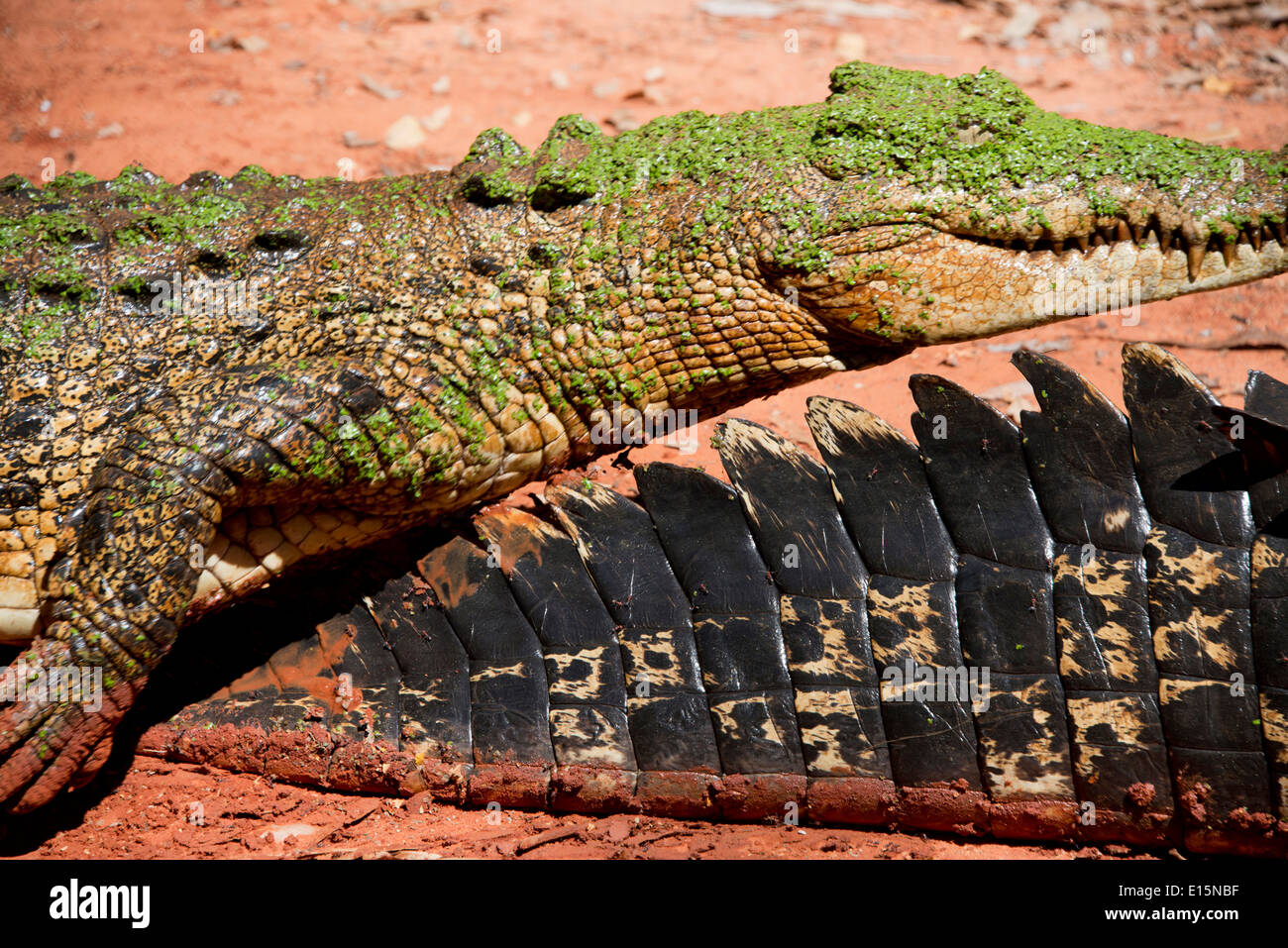 Australia, Western Australia, Broome. Malcolm Douglas Crocodile Park. Saltwater crocodiles (Captive: Crocodylus porosus). Stock Photo