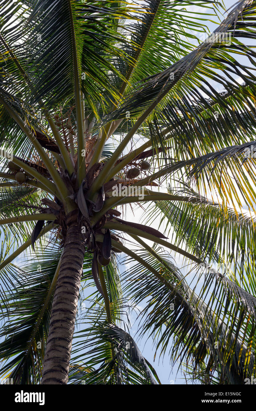 Under coconut palm at Varadero, Cuba Stock Photo